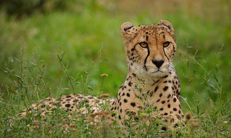 Cheetah Death Toll Rises to 8 in Kuno National Park