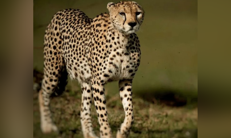 Cheetah Task Force