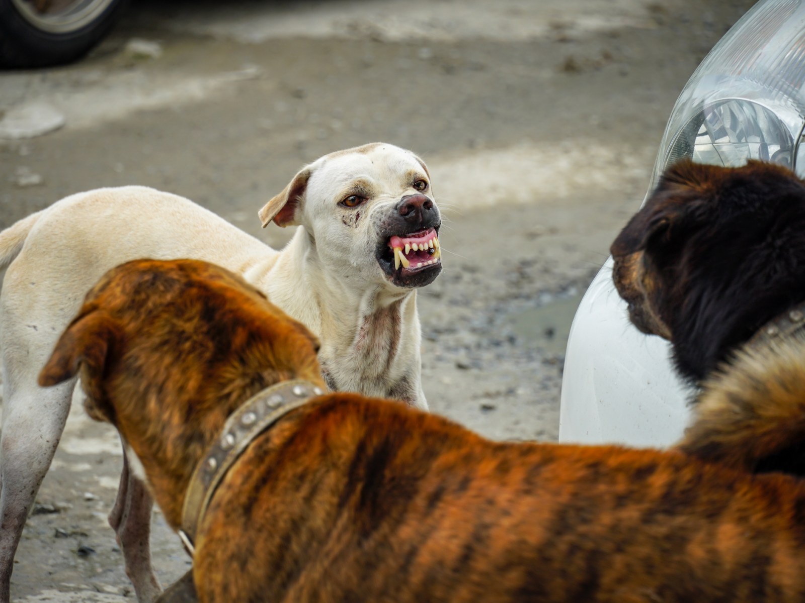 Rs 10000 fine for biting dogs