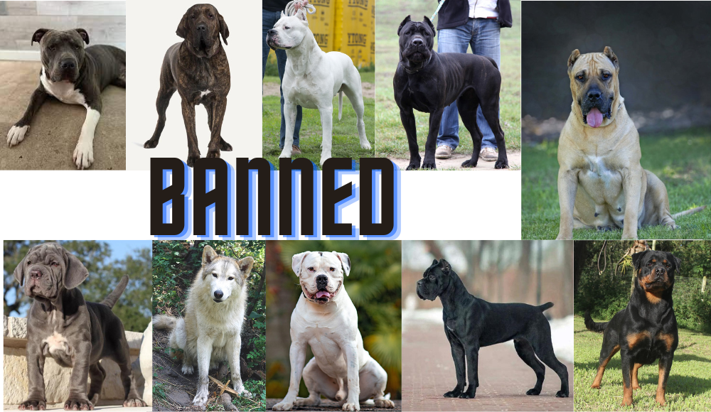 11 Foreing Dog Breeds Banned in India