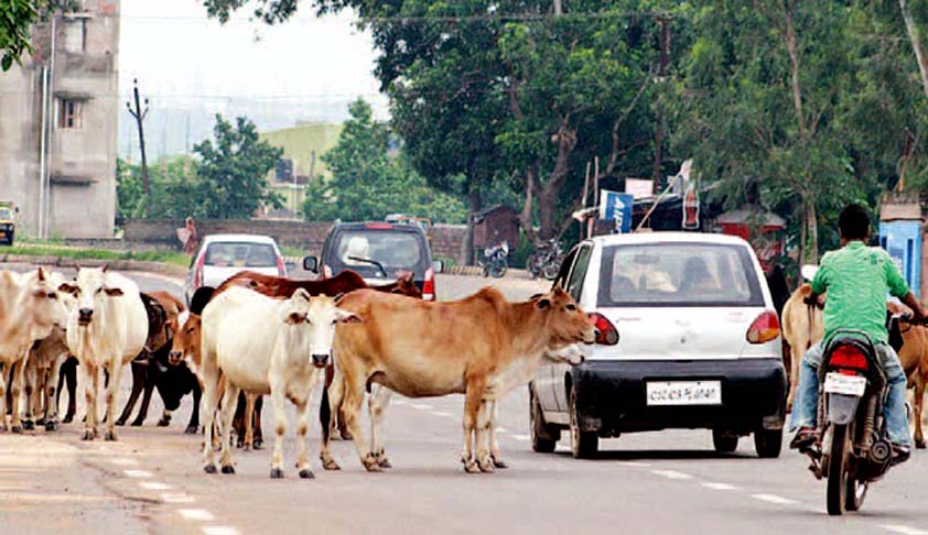 BMC Bans Cattle Movement on Road