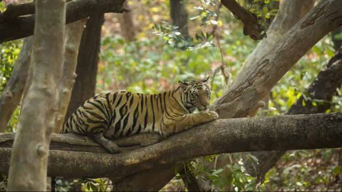 Tiger Fear Rises in Koraput After Bull Gets Killed Mysteriously