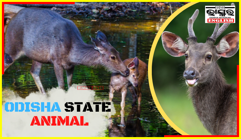 Sambar Deer: Know The Pride And Symbol Of Odisha – Odisha Bhaskar English