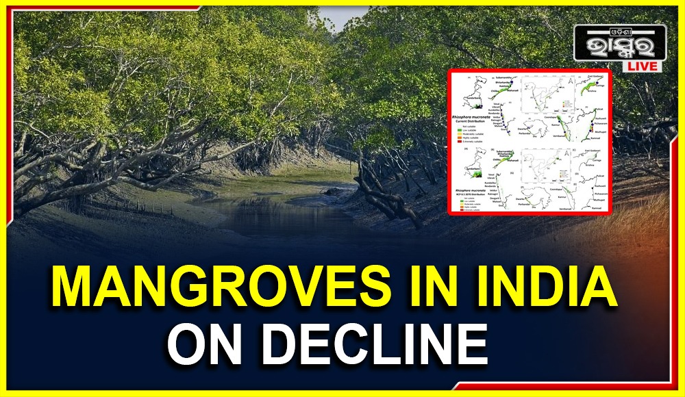 Certain Indian Mangroves