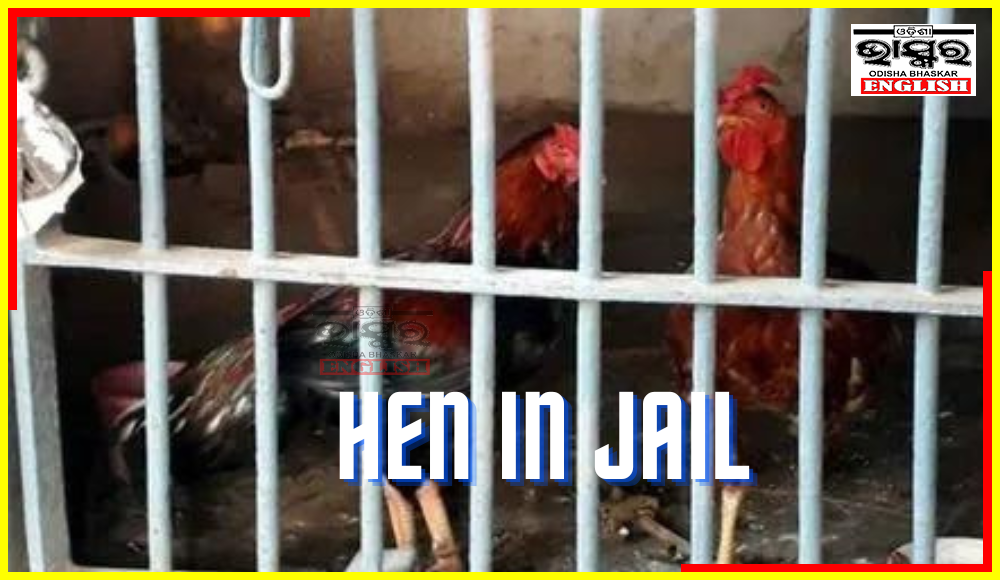 7 Hens Under Police Custody in Odisha's Two Jails!