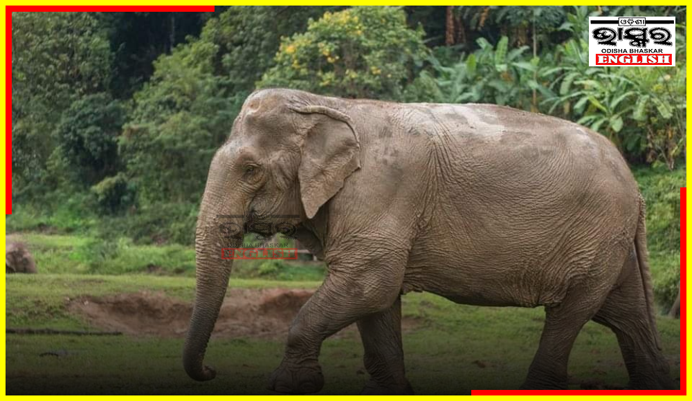 Ailing Wild Elephant Dies During Treatment in Sundargarh District
