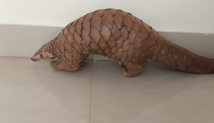 Live Pangolin Rescued in Nuapada, Six Wildlife Smugglers Arrested