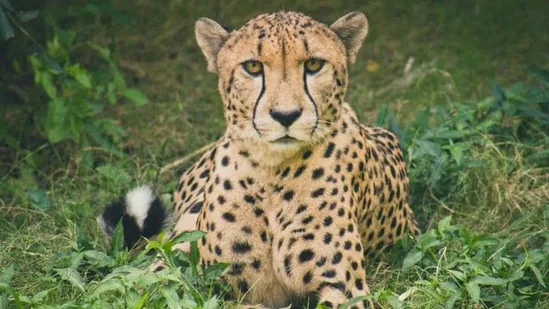 Project Cheetah in Peril: Yet Another Cheetah Found Dead at Kuno National Park