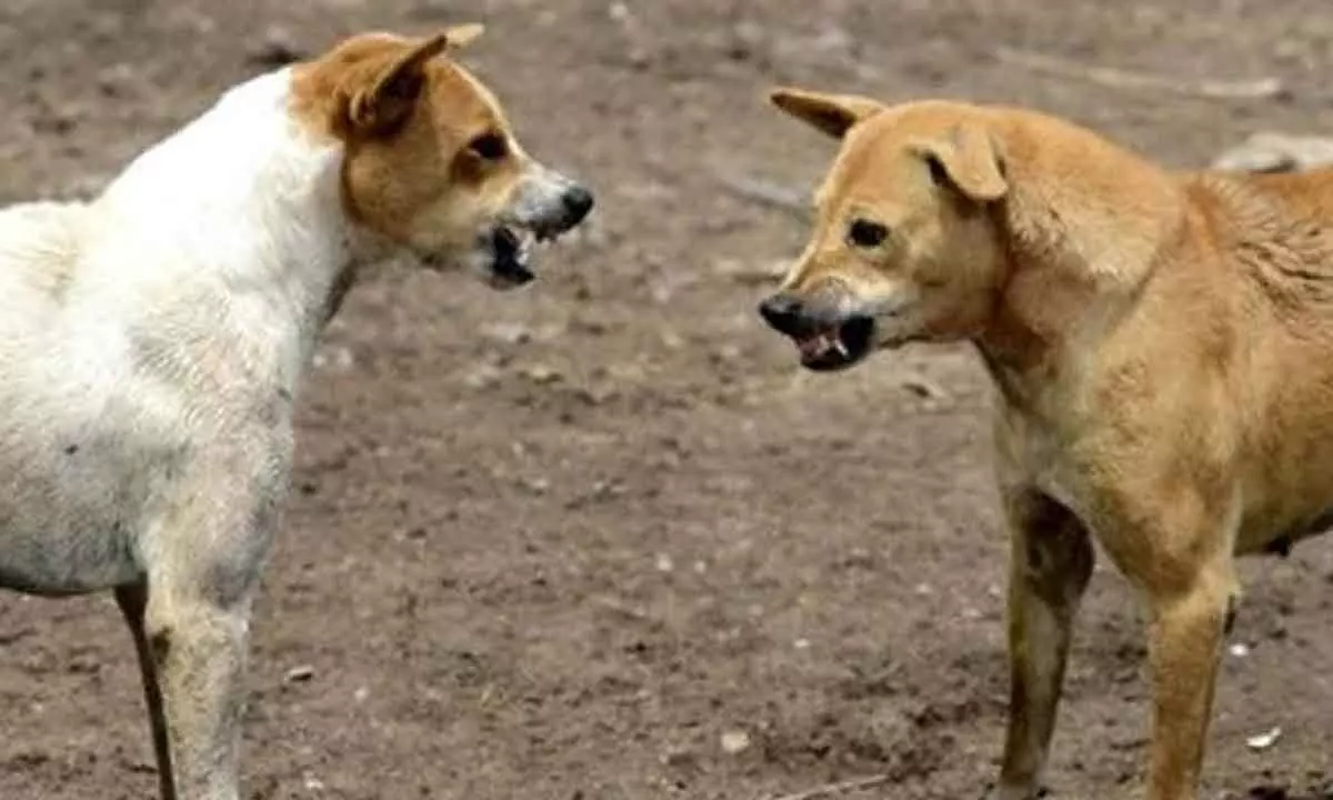 Another Dog Attack in Hyderabad; 4-yr-Old Injured