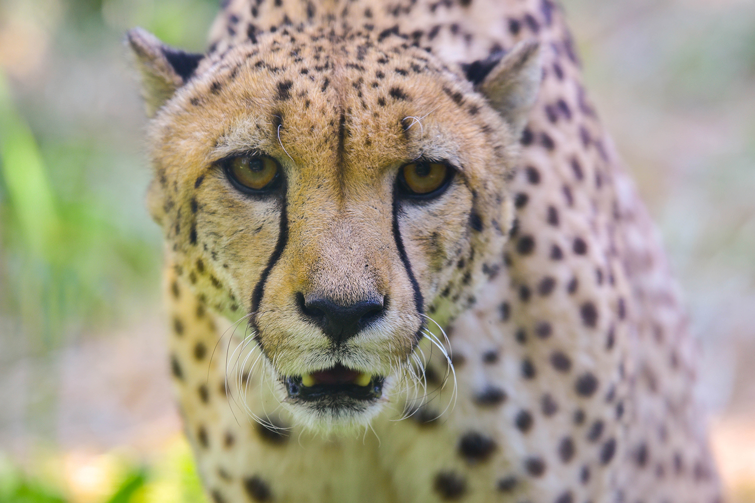 Another Cheetah Dies at Kuno National Park, 10th Within a Year