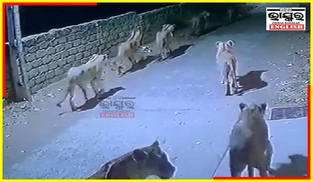 Watch: Sawt of Lions Seen on the Streets at Night in Gujarat