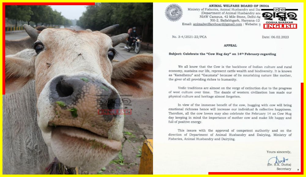 No Cow Hug Day on Feb 14; Animal Welfare Board of India Withdraws Proposal  – Odisha Bhaskar English