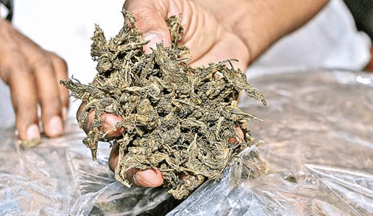 Three Smugglers Held With Over 1.5 Quintal Of Ganja In Angul