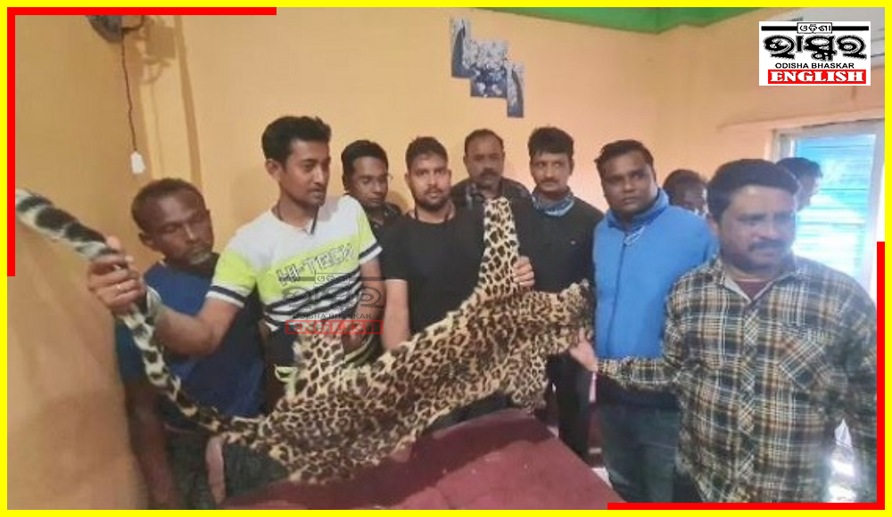 Leopard Skin Seized in Odisha's Mayurbhanj District; 8 Arrested