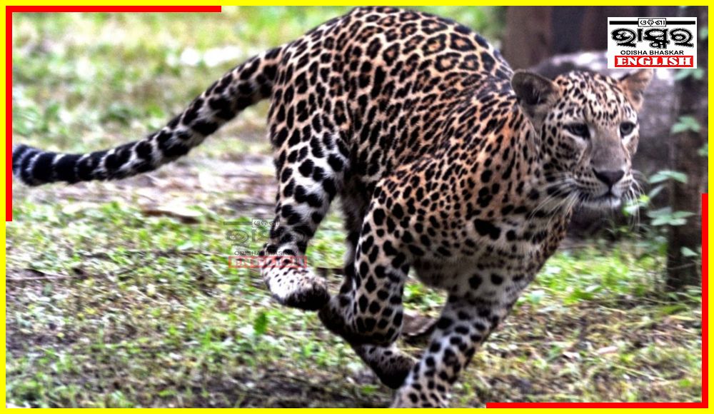 Leopard Escapes from Quarantine Centre Near Pune Zoo