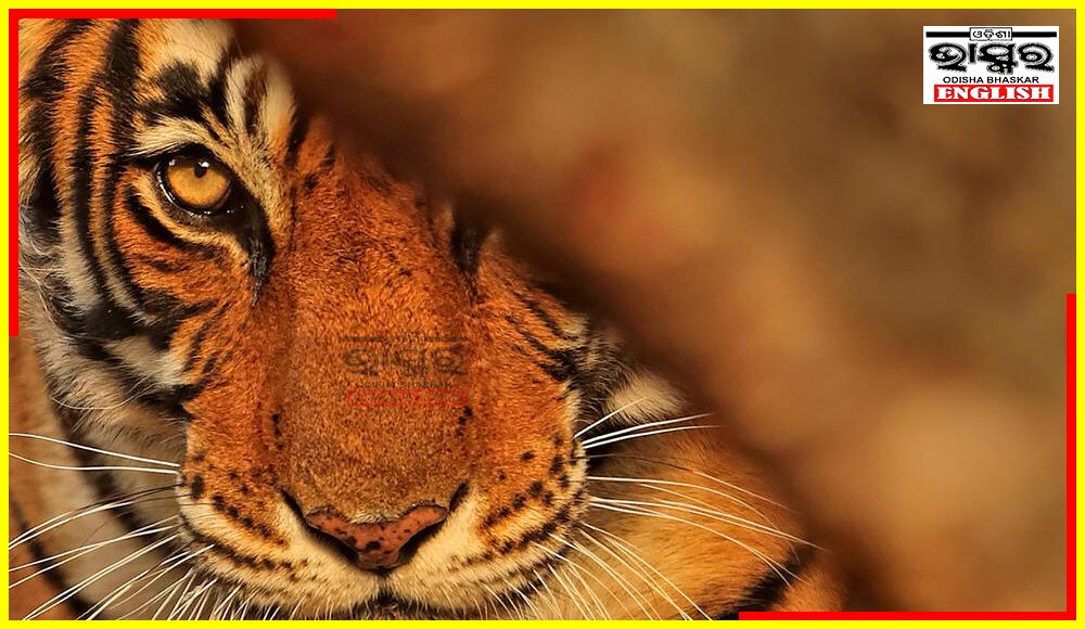 Wild Tiger Sighted in Baripada Town, Locals Panicked