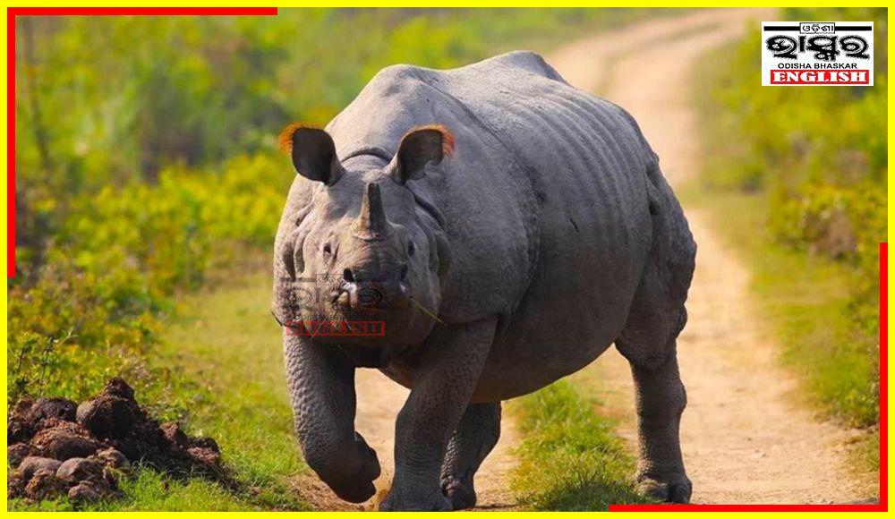 Rhino Poacher Shot Dead in Kaziranga National Park