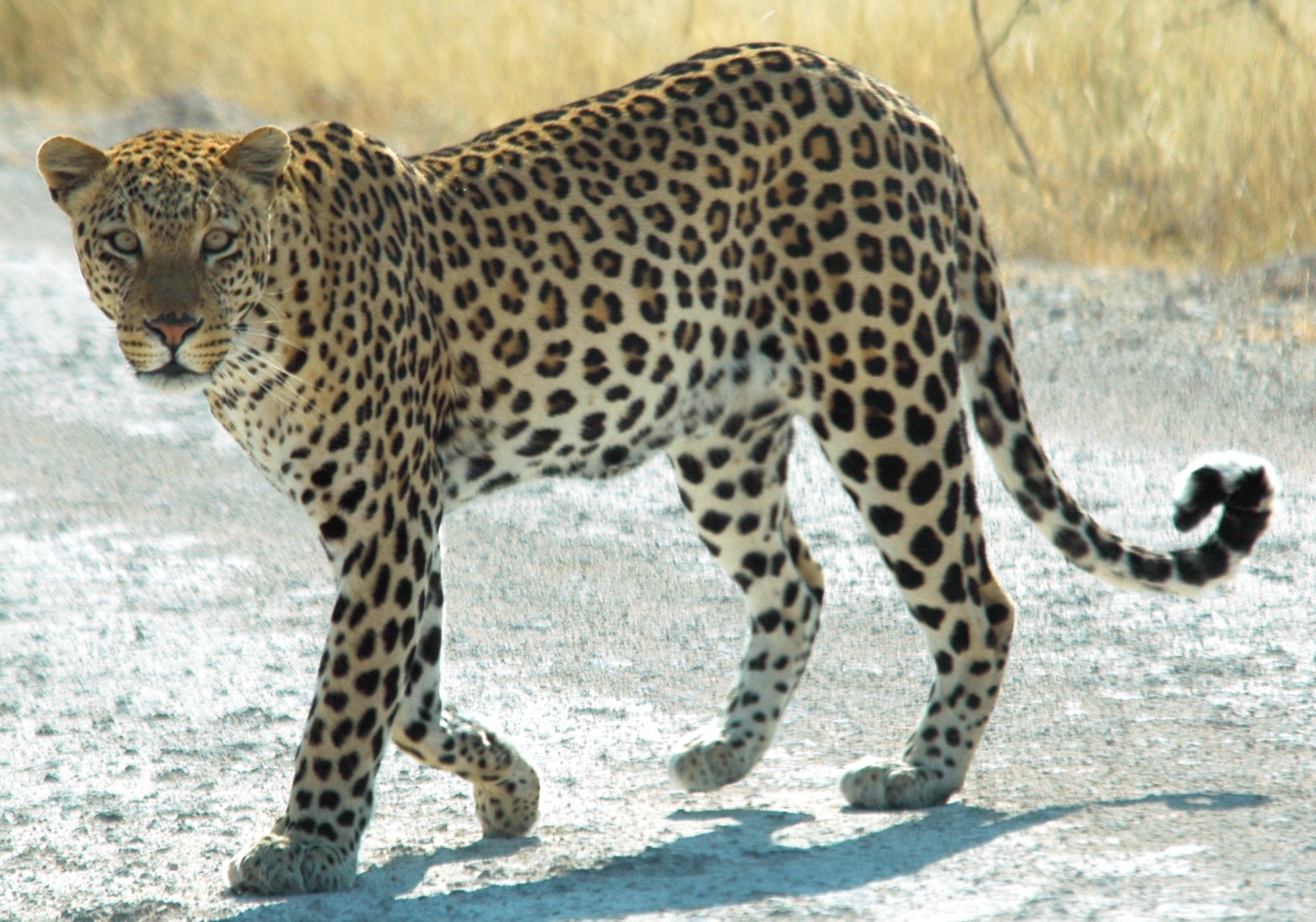 Man-Eater Leopard Caught on Camera at Nuapada