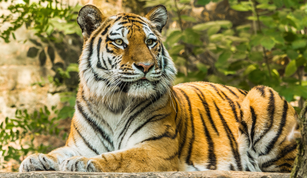 Tiger Population at Chandaka Sanctuary in Odisha Reaches Zero