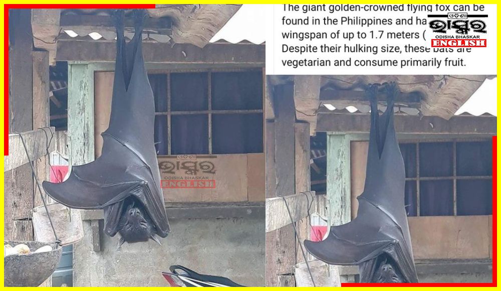 Human-Sized Bat Found Hanging Outside a Building