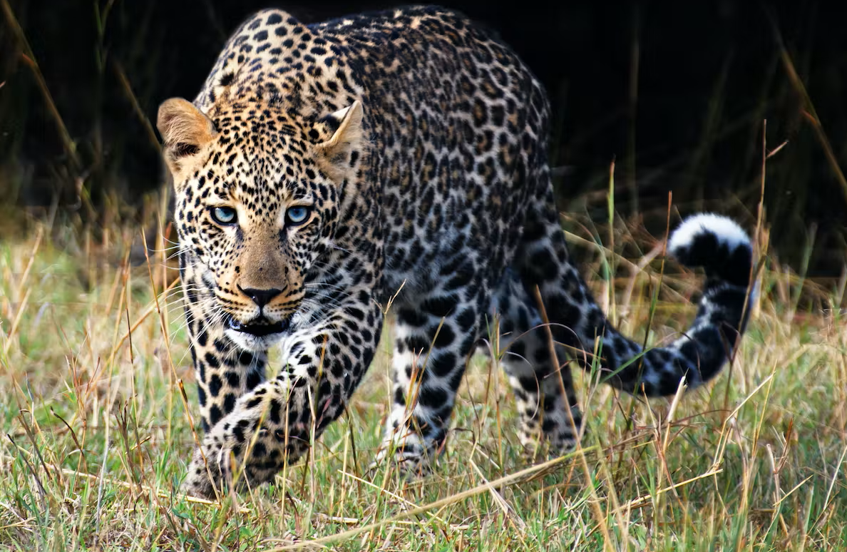 Wild Leopard Kills 3-Yr-Old Girl in Andhra’s Tirumala