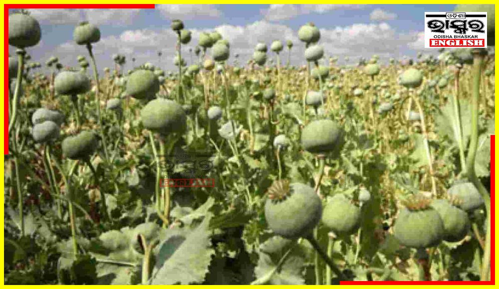 Rs 10.5 Cr Worth Illegal Opium Plantation Destroyed in Simlipal