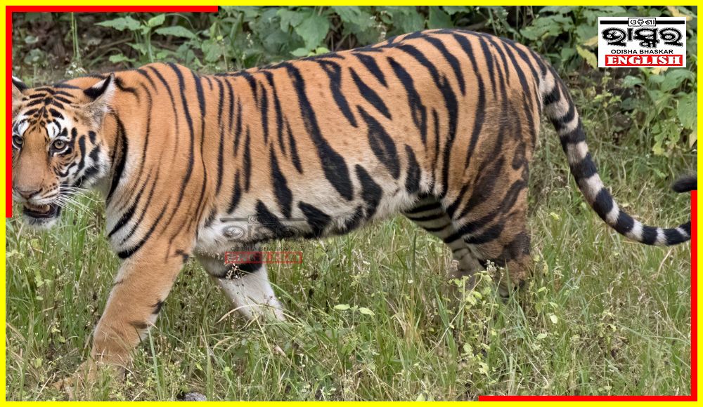 Tiger Spotted in Odisha’s Gajapati District!