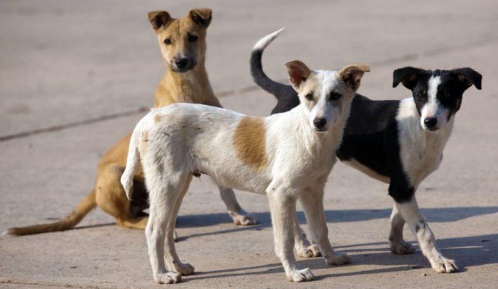 BMC To Resume Stray Dog Sterilization Efforts Post High Court Nod