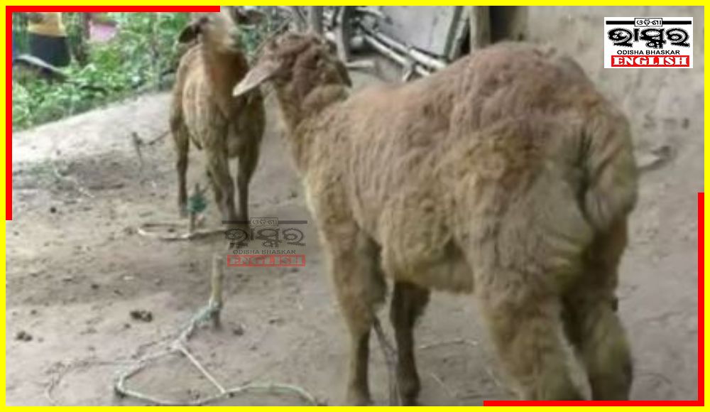 Mysterious Creature Creates Panic In Kendrapara! Kills 8 Sheep
