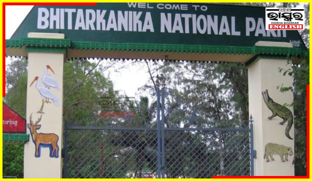 Bhitarkanika National Park Reopens Following Successful Saltwater Crocodile Census