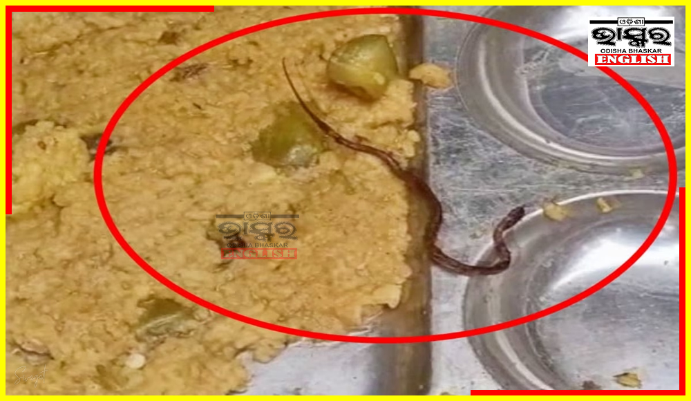 Snake Found in Mid-Day Meal at Bihar Govt School Causes Mass Illness Among Students