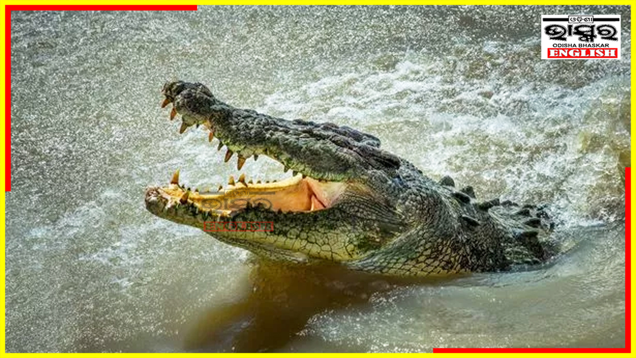Man Killed in Crocodile Attack in Odisha's Kendrapara