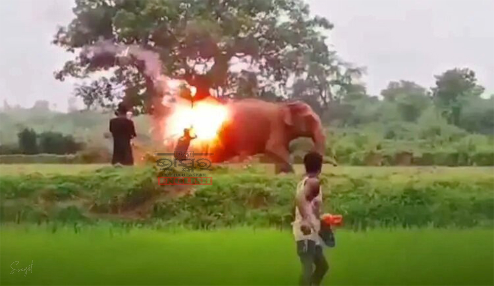 2 Forest Workers Fired for Throwing Fireballs at Elephants in Odisha
