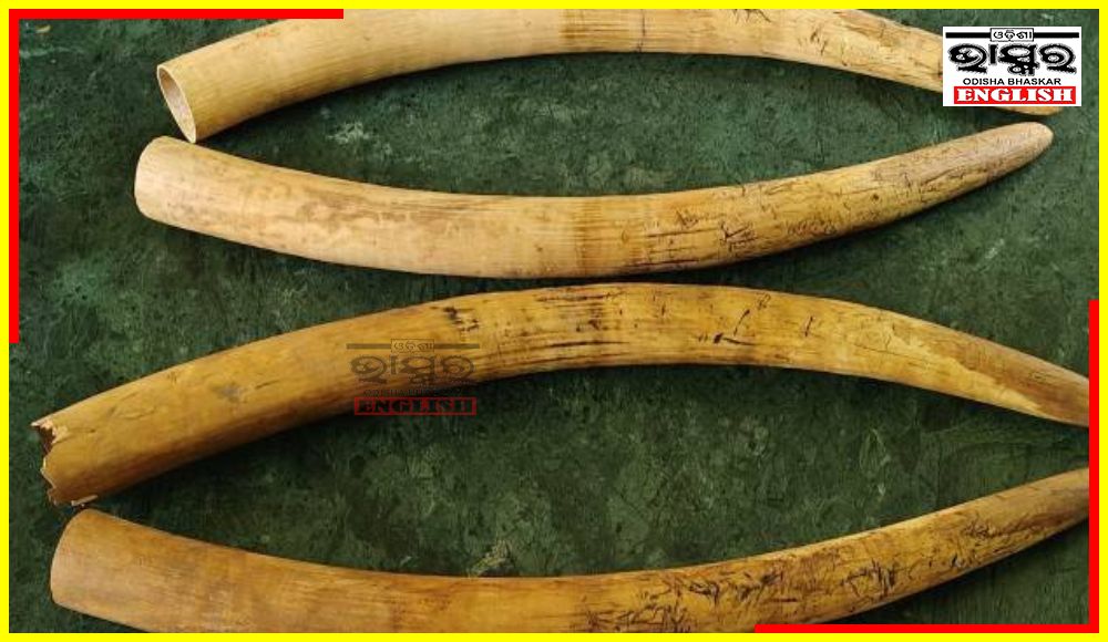 Elephant Tusk Seized In Rayagada District, 2 Persons Nabbed
