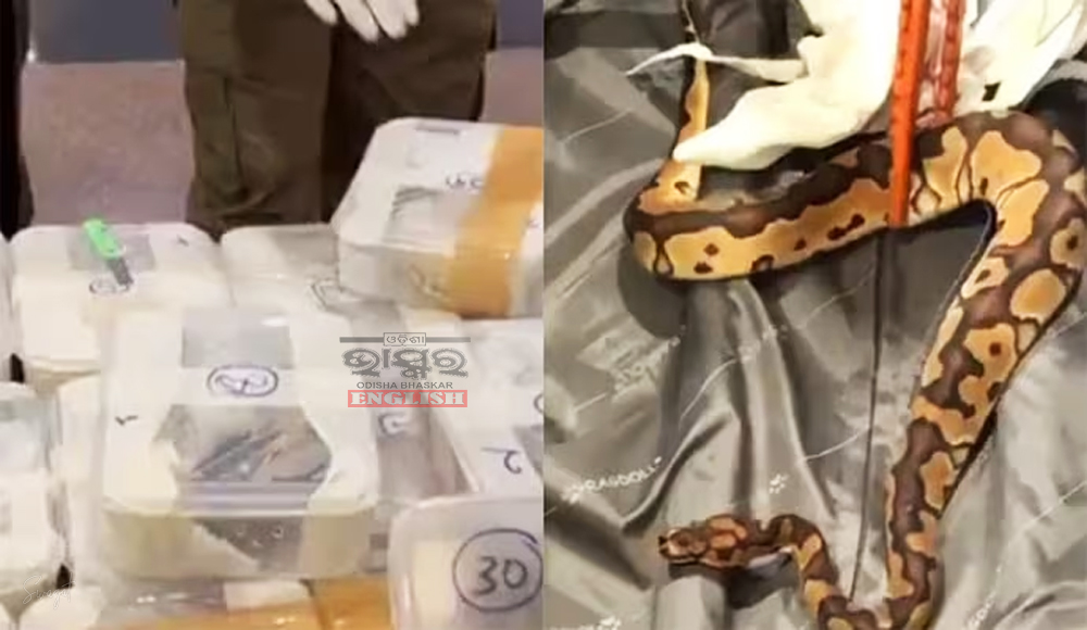 Customs Seize 47 Snakes, 2 Lizards from Passenger's Bag at Trichy Airport