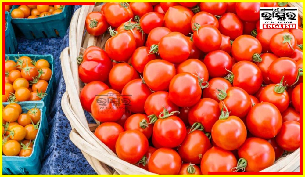 Pune Farmer Becomes Crorepati in a Month by Selling Tomatoes