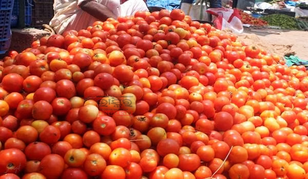 Govt Directs NCCF and NAFED to Sell Tomatoes at ₹50/kg From Tomorrow