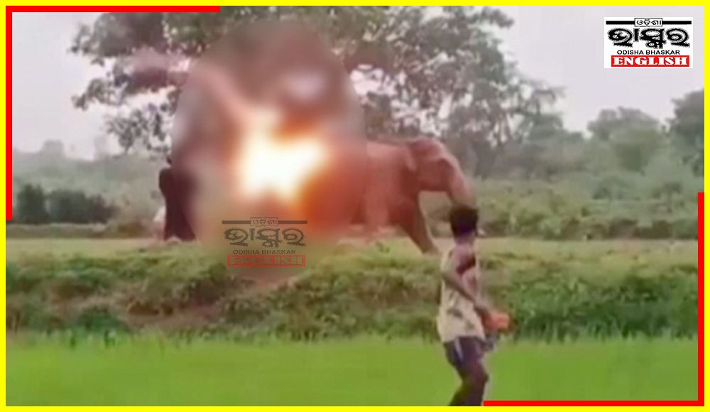 Back of Young Elephant Set on Fire in Mayurbhanj as Fireballs Used to Shoo Away Elephants