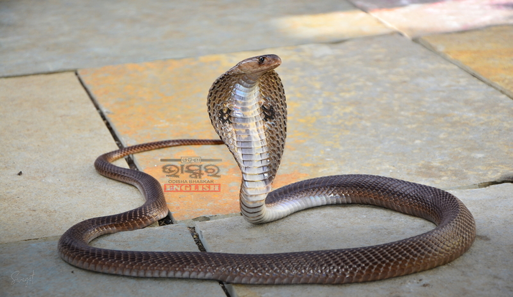 Now Only Certified Snake Handlers Can Rescue Snakes, Odisha Govt Issues Guidelines