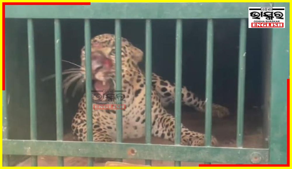 Another Leopard Caught at Tirumala, 4th Captured in a Month