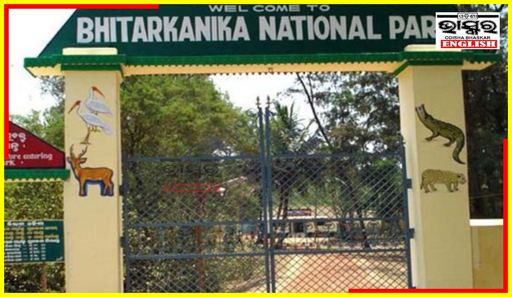 Visitors’ Entry To Bhitarkanika National Park Banned for 3 Months for Croc Mating Season