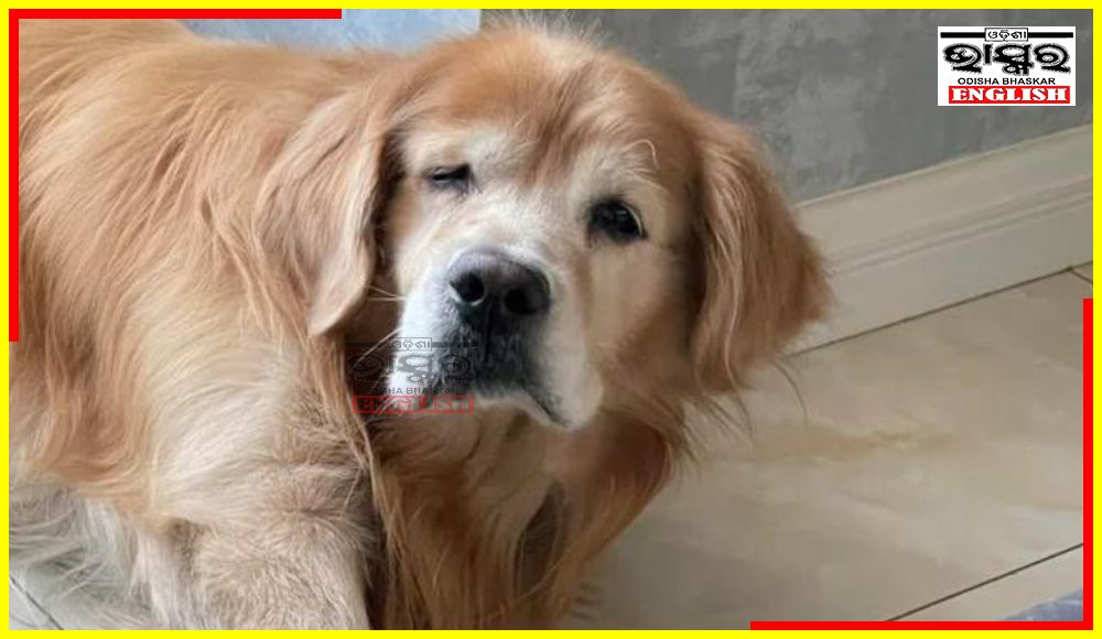 Pet Dog Chews Groom’s passport, Bride to Attend Wedding Alone