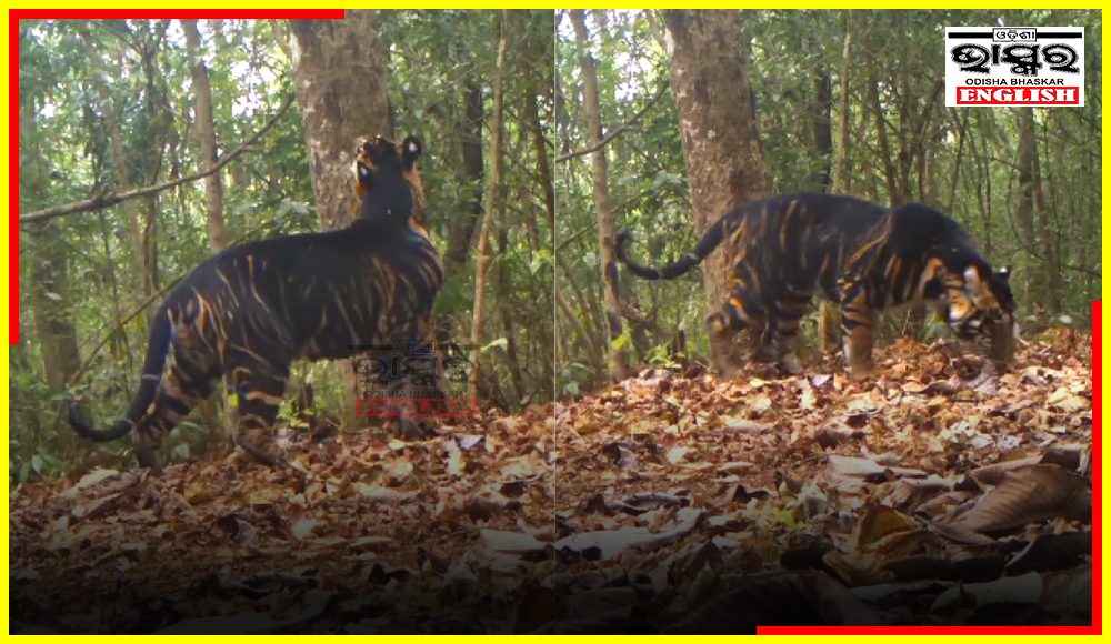 Rare Black-Coated Tigers Puzzle Experts at Similipal Tiger Reserve