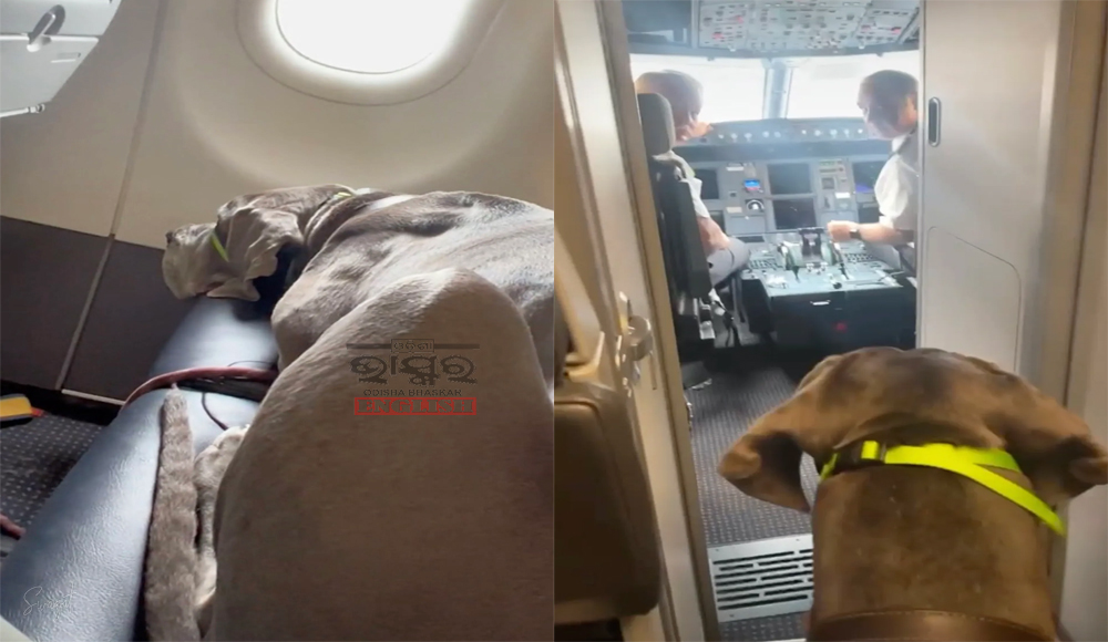 Man Books Entire Row of Seats for Giant Service Dog on American Airlines, Shocks Passengers