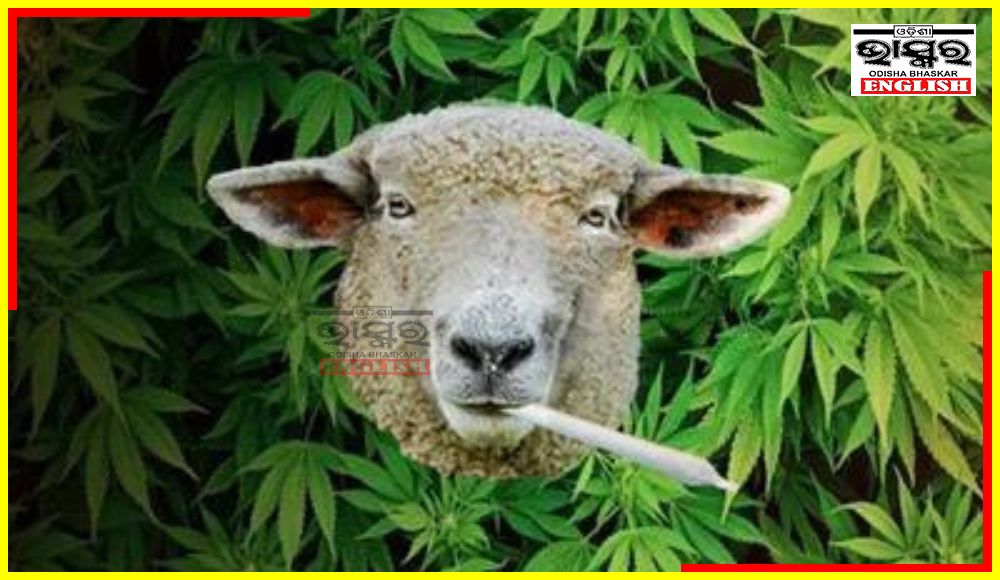 100 Kg Ganja Eaten up by Sheep Herd in Greece