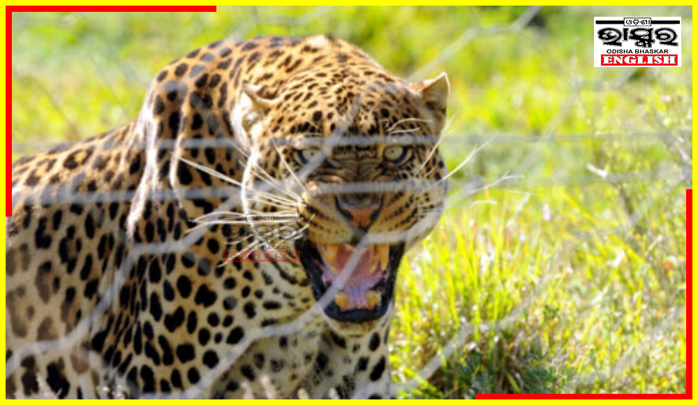 Odisha Leopard Population Sees Sharp Decline Despite National Rise: Report