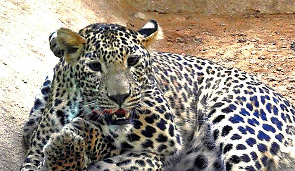 Man-Eater Leopard Spotted Again in Odisha's Nuapada