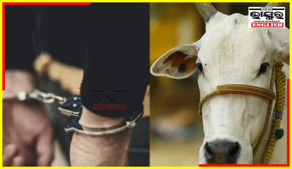 Cuttack Youth Arrested for Carnal Abuse of a Cow
