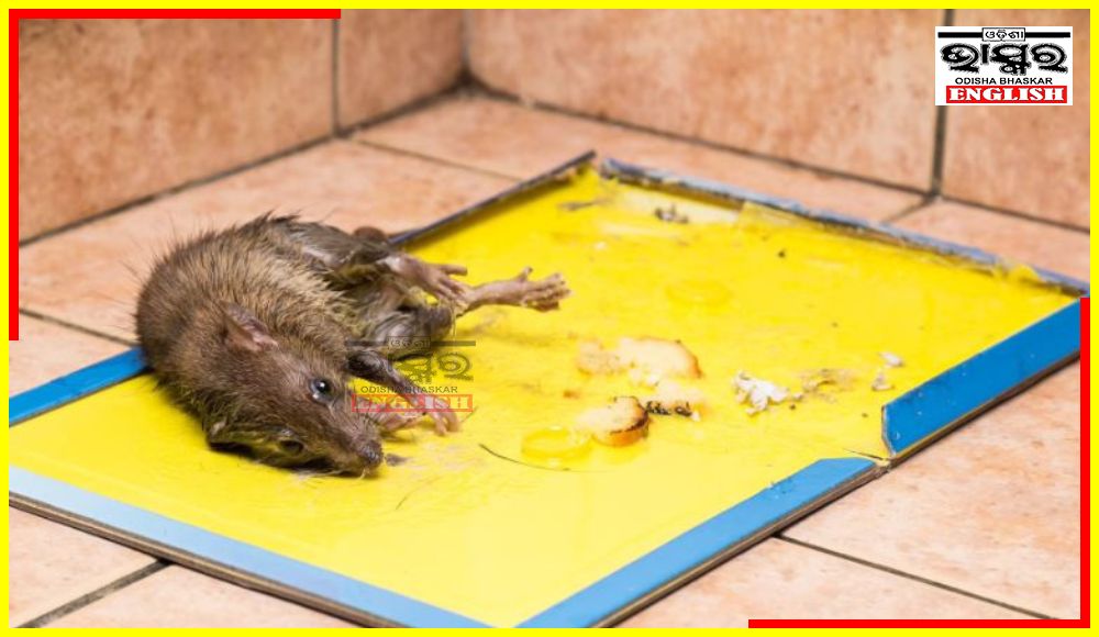 Glue Traps for Rats Banned in Odisha - Odisha Bhaskar English