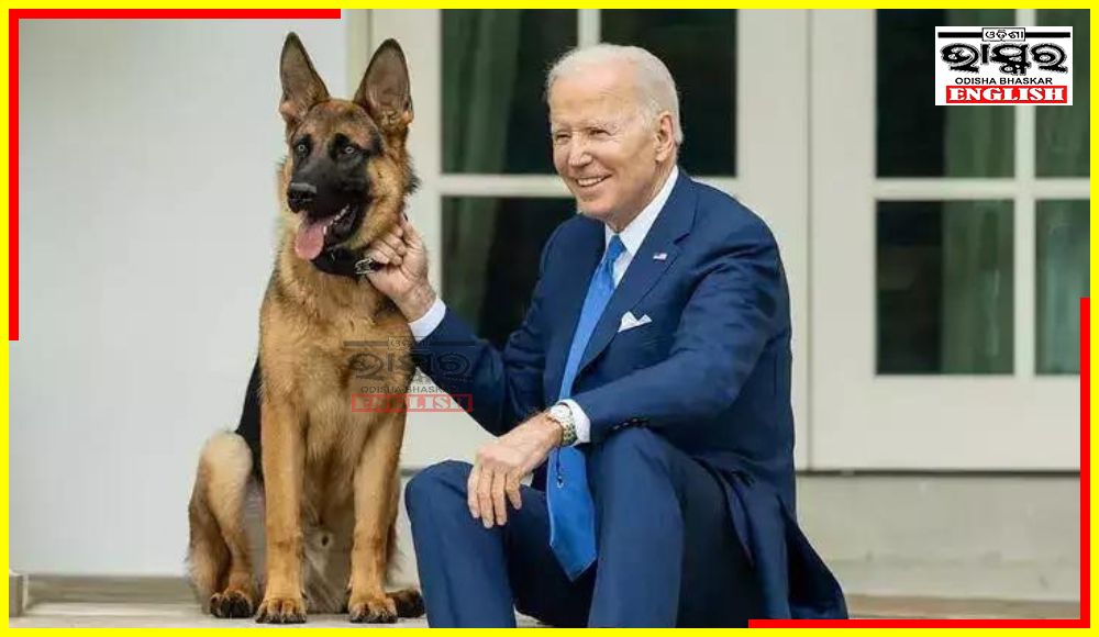 Joe Biden’s Dog Bites US Secret Service Agent in Its 11th Attack